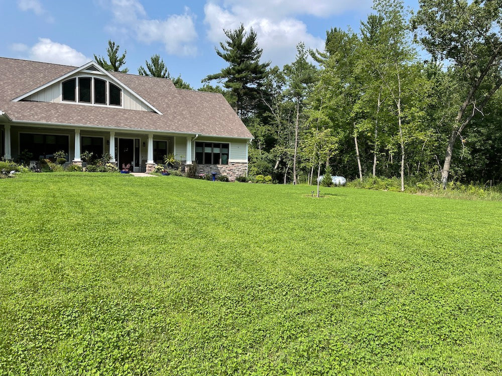 Mowed Flowering Lawn