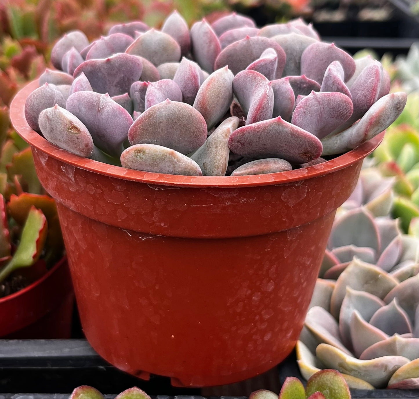 Echeveria Cubic Frost