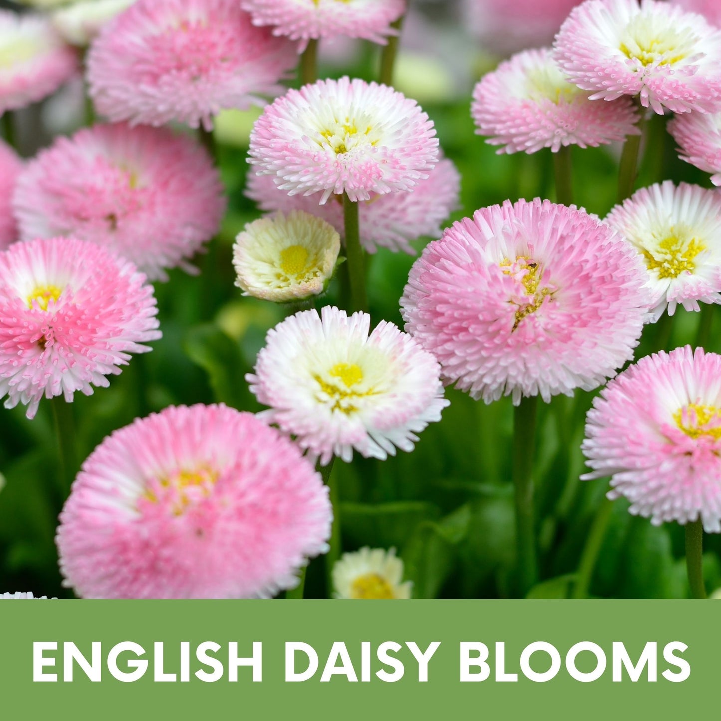 English Daisy 'Mixed' Seed Pouch