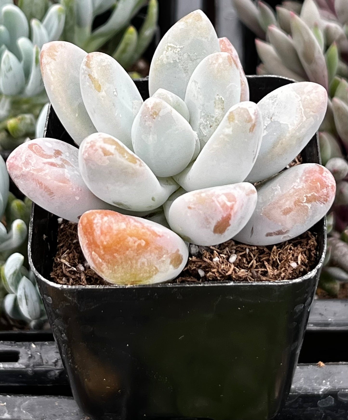 Pachyphytum Blue Haze