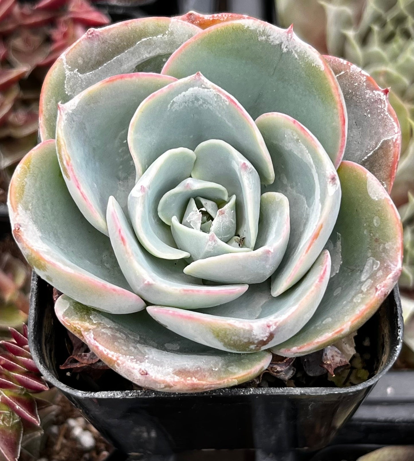 Echeveria Imbricata Hybrid