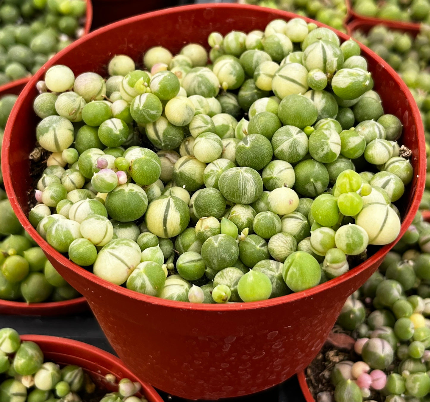 Variegated String of Pearls