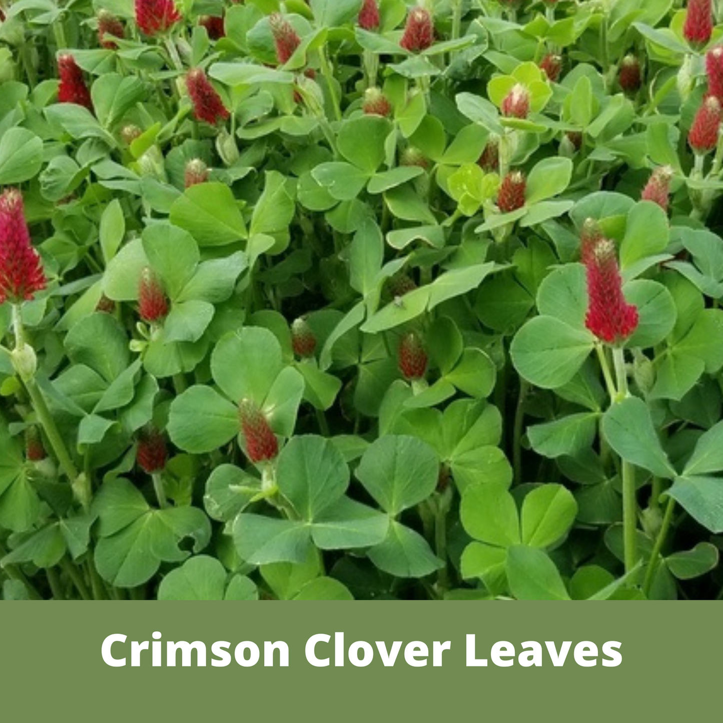 Crimson Clover + Mow Less Grass Seed