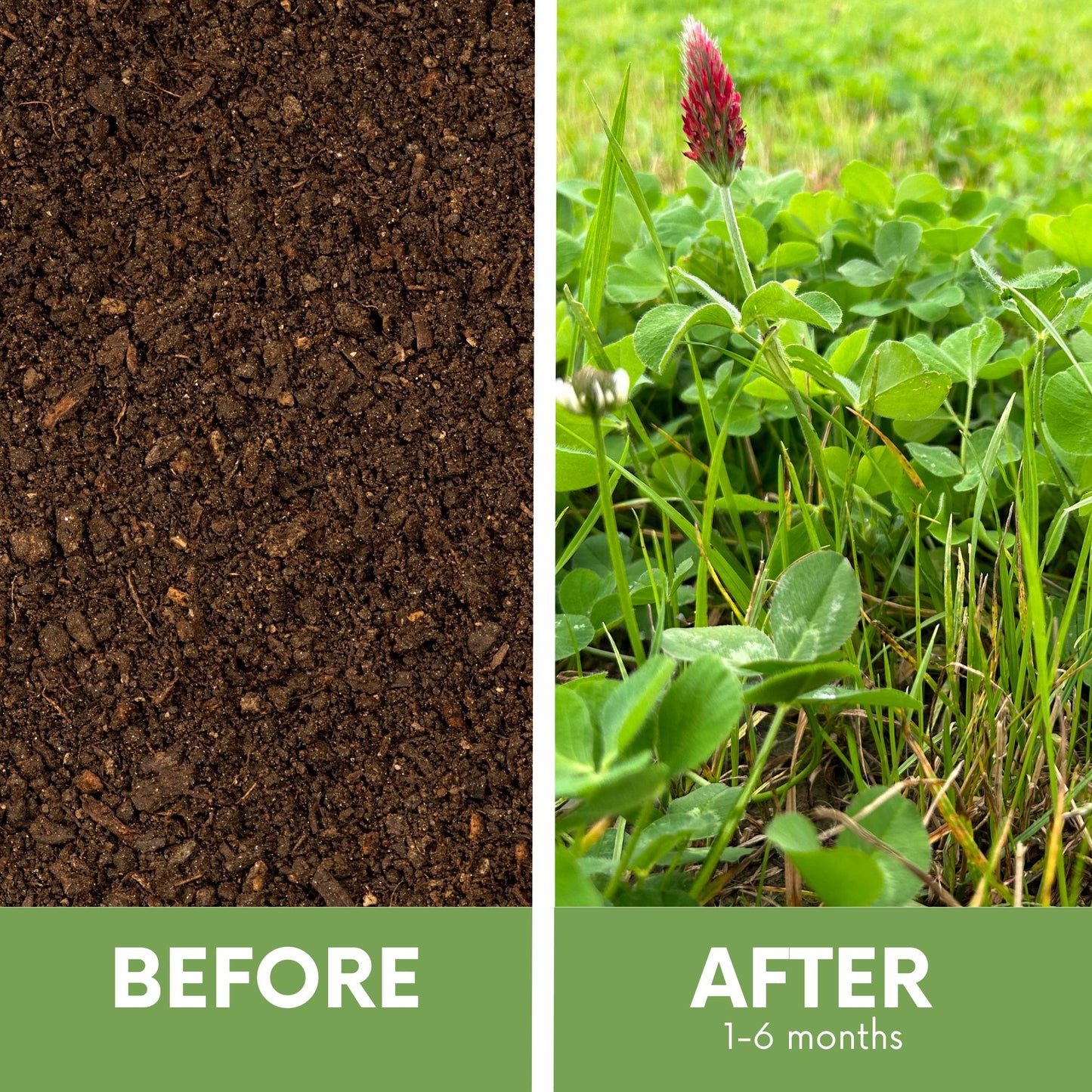 Crimson Clover + Mow Less Grass Seed + Spreader Bundle