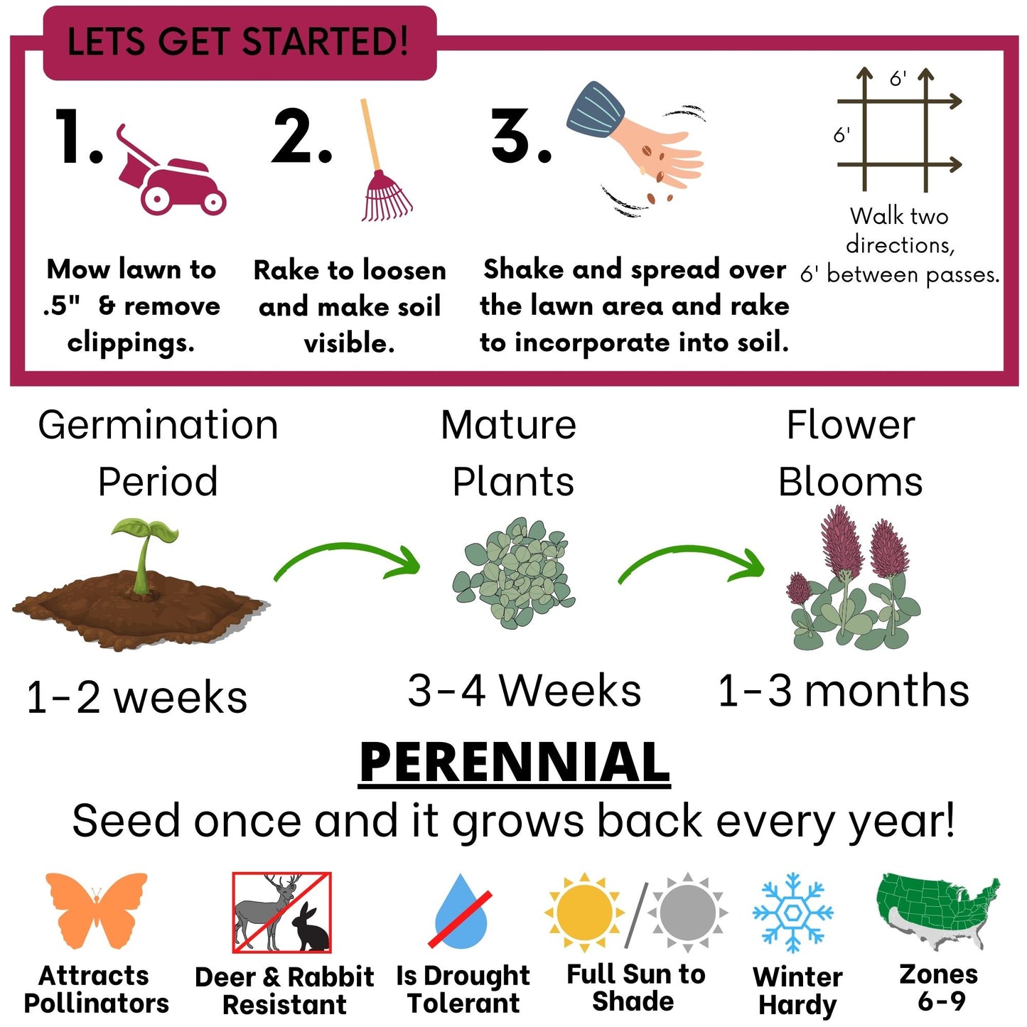 Crimson Clover Seed