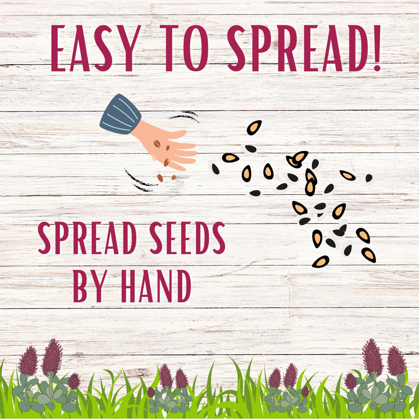 Crimson Clover Seed