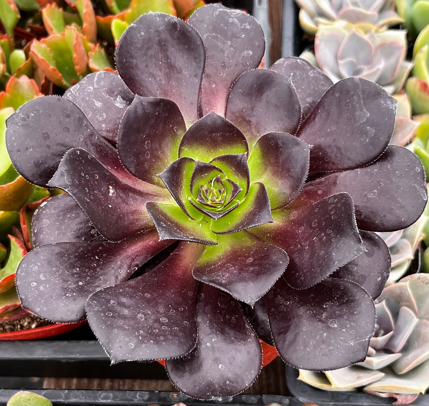 Aeonium Black Rose Zwartkop