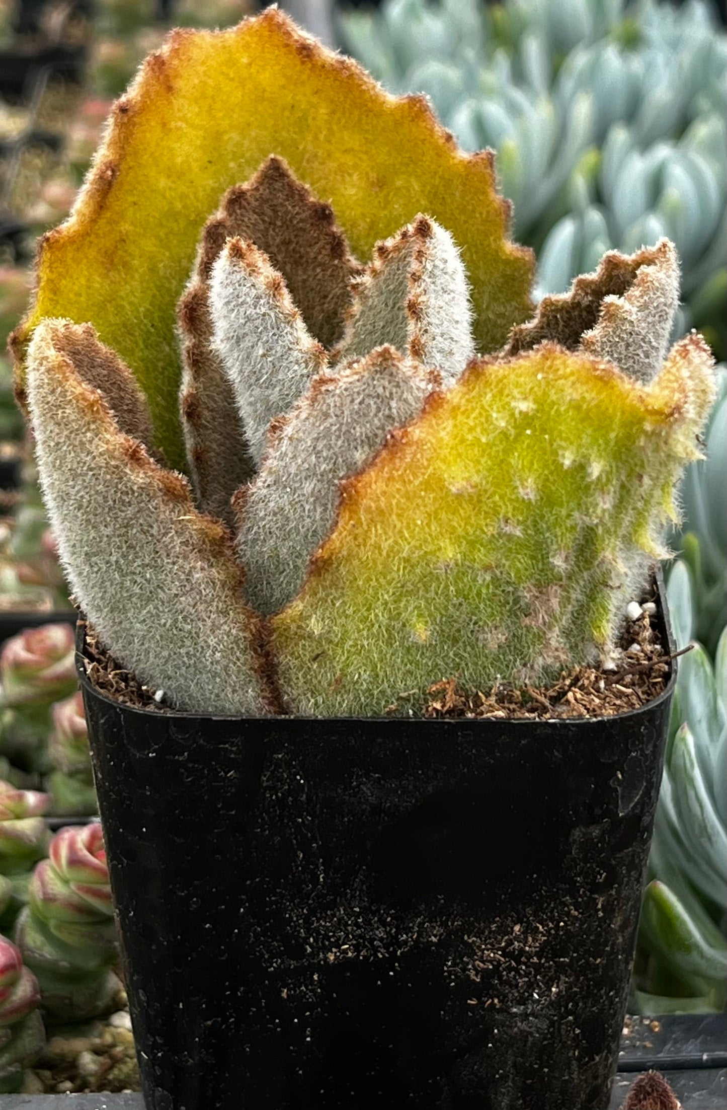 Kalanchoe Beharensis Fang