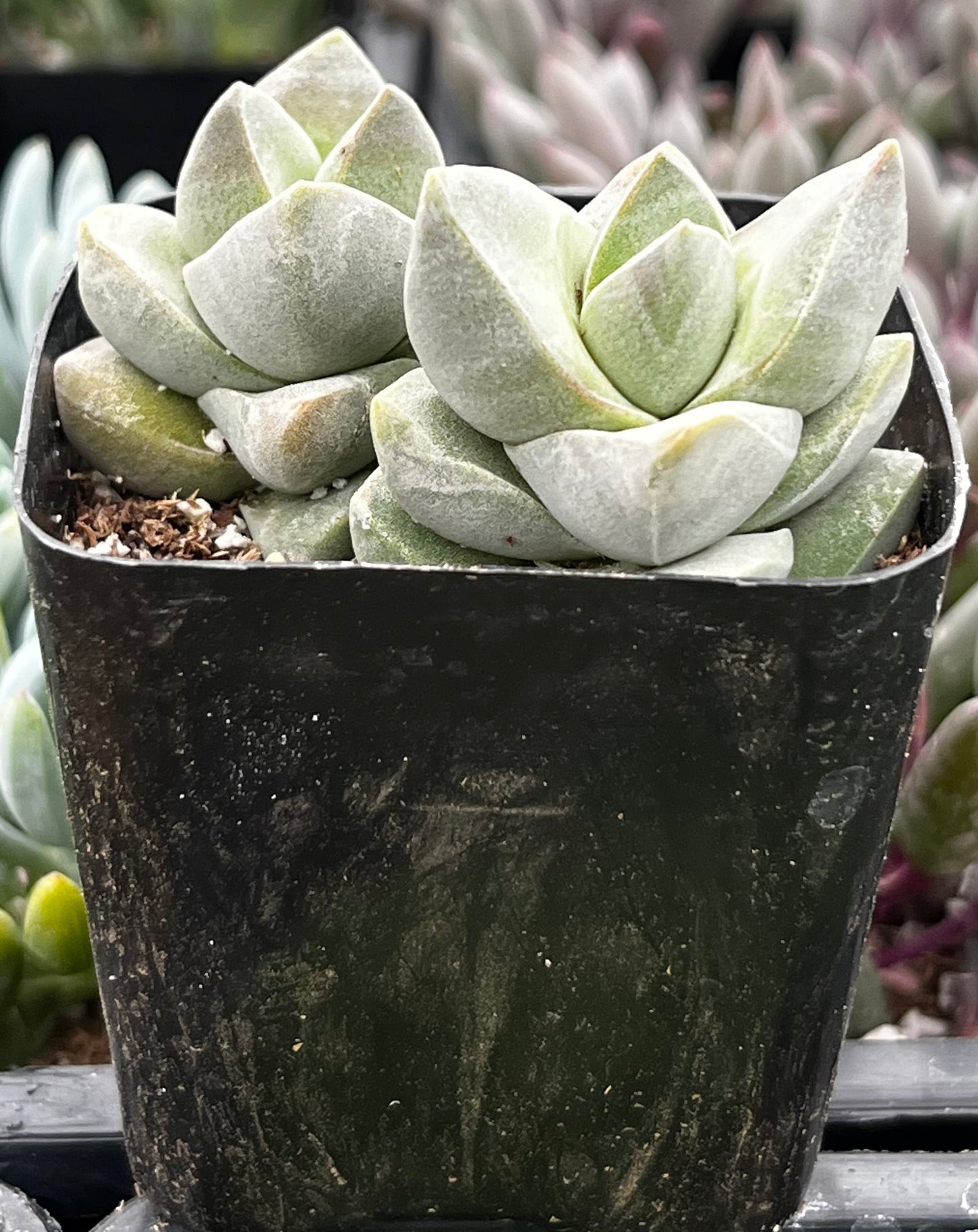 Crassula Moonglow