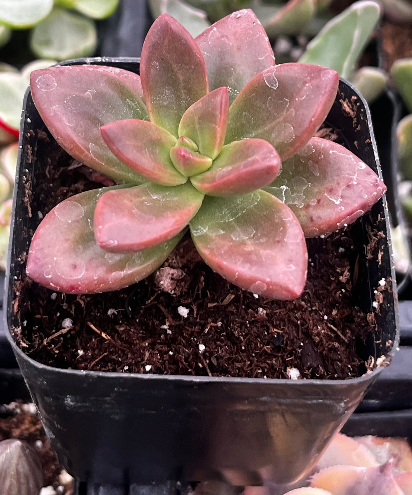 Graptosedum California Sunset