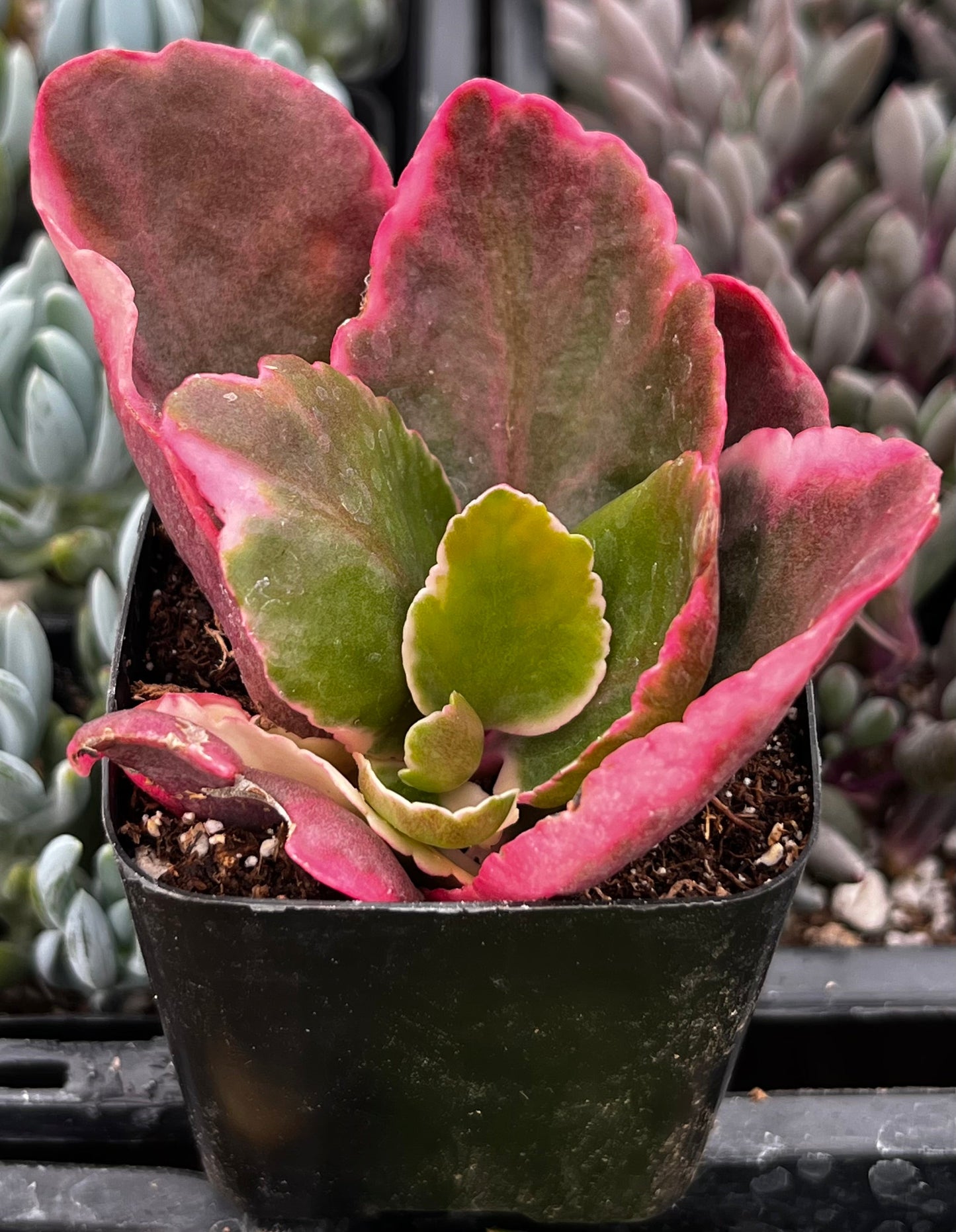 Kalanchoe Blossfeldiana