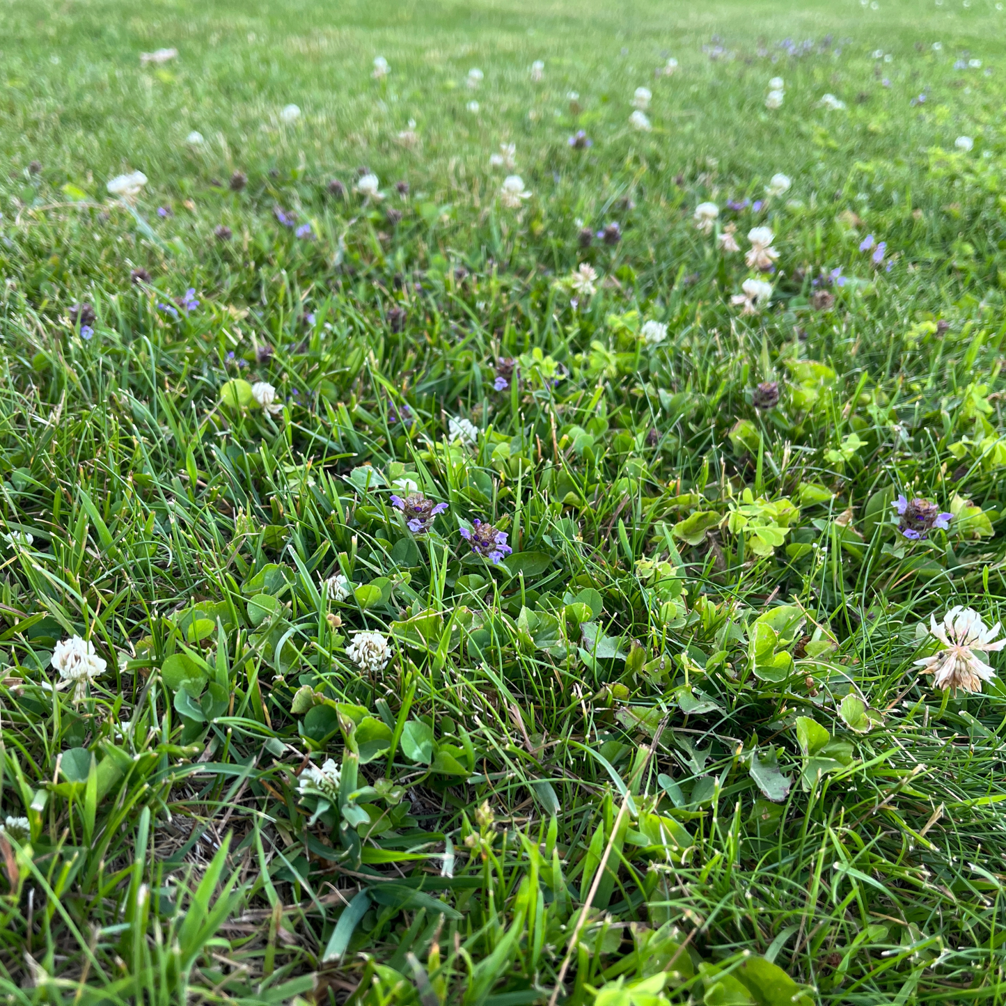 Bee Lawn Flowering Pollinator Seed Kit After Photo, Dutch White Clover, Self-Heal, Creeping Thyme