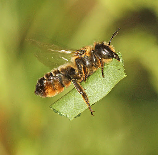 Leafcutter Bees - (200ct) Free FedEx 2-Day Mail