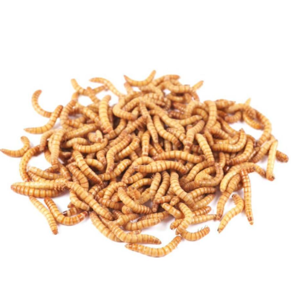 Premium Dried Mealworms