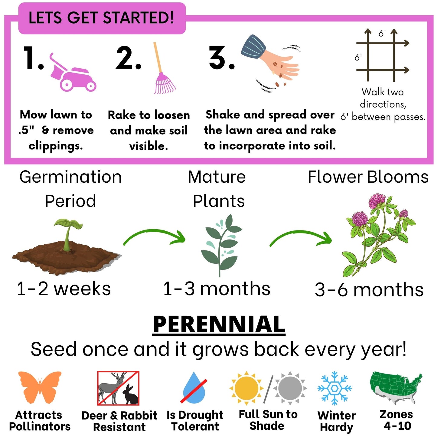 Medium Red Clover Seed