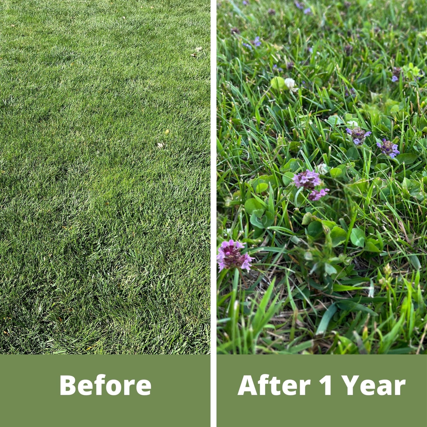 Micro Clover Bee Lawn Seed Mixture - Easy Spread Shaker