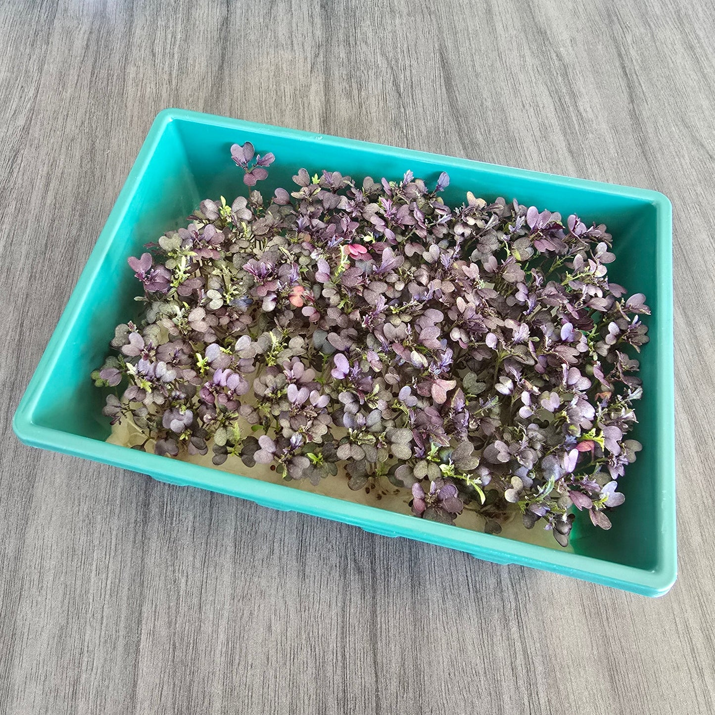 Microgreens Nursery