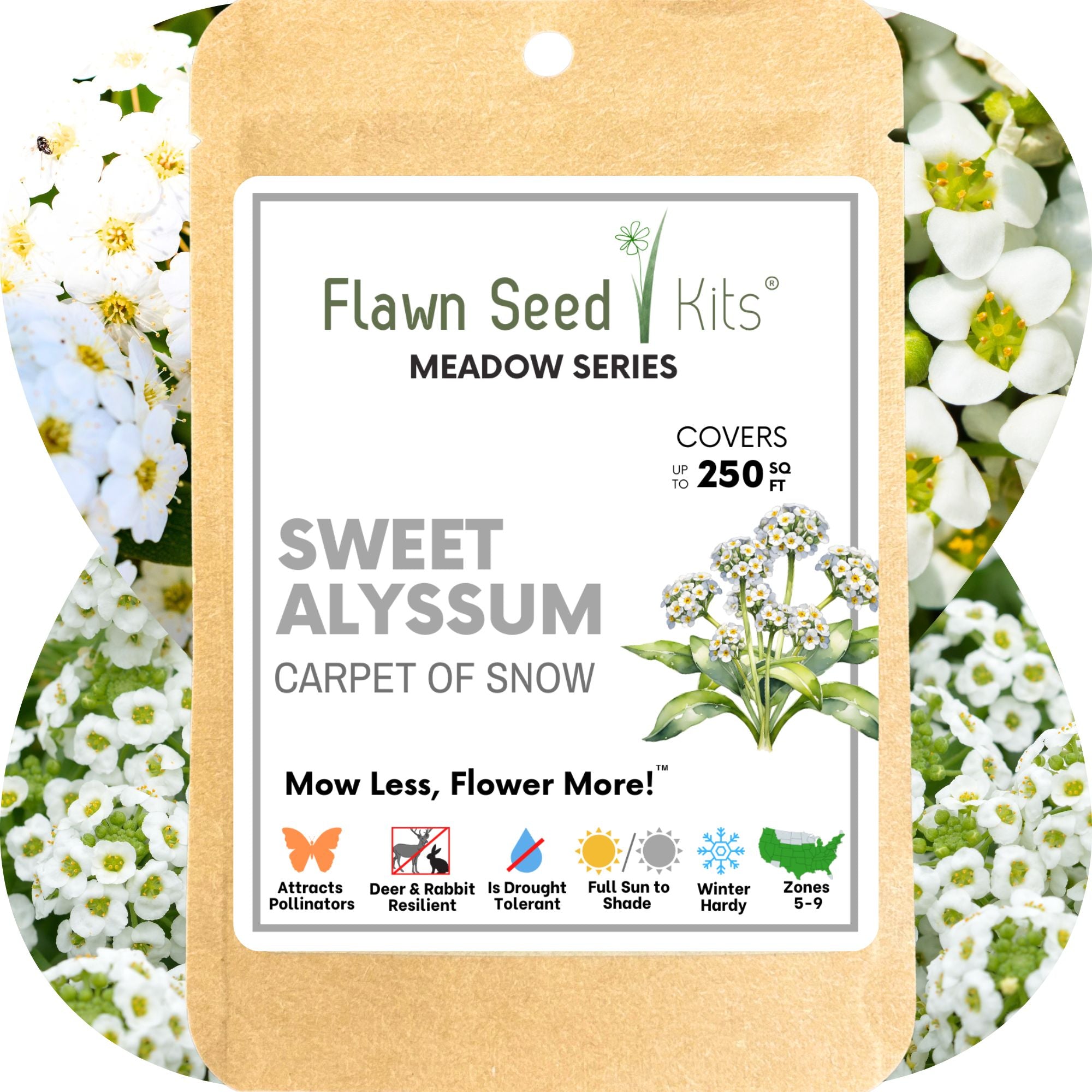 wildflower carpet seed Flawn Seed Sweet Alyssum Carpet of Snow Flowering Lawn Seed - Kid, Pet, Pollinator & Eco-Friendly Grass Alternative