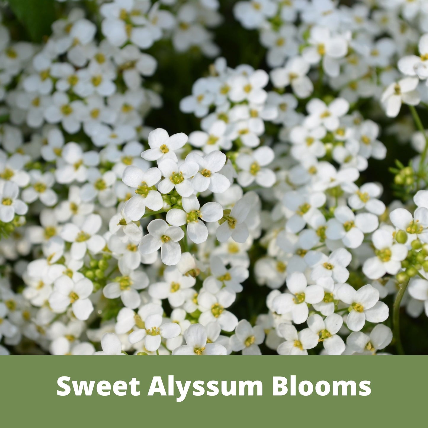 Flowering Spring Seed Mix - Egg Carton Seed Starting Kit