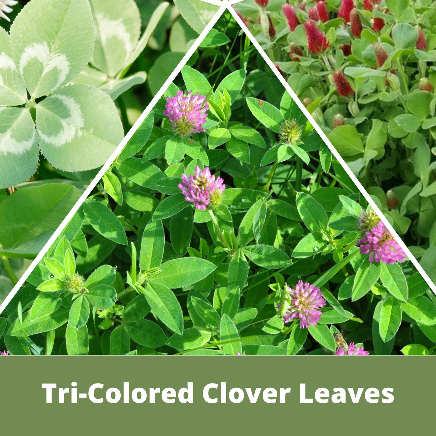 Tri-Color Clover Seed Blend