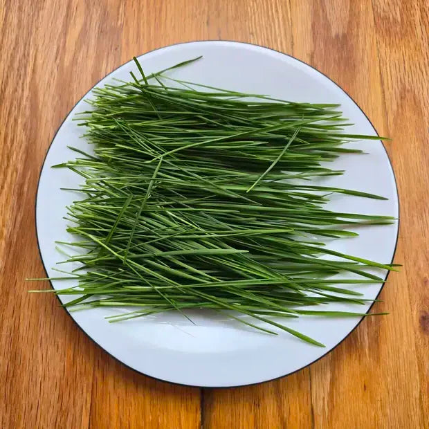 Wheat/Cat grass