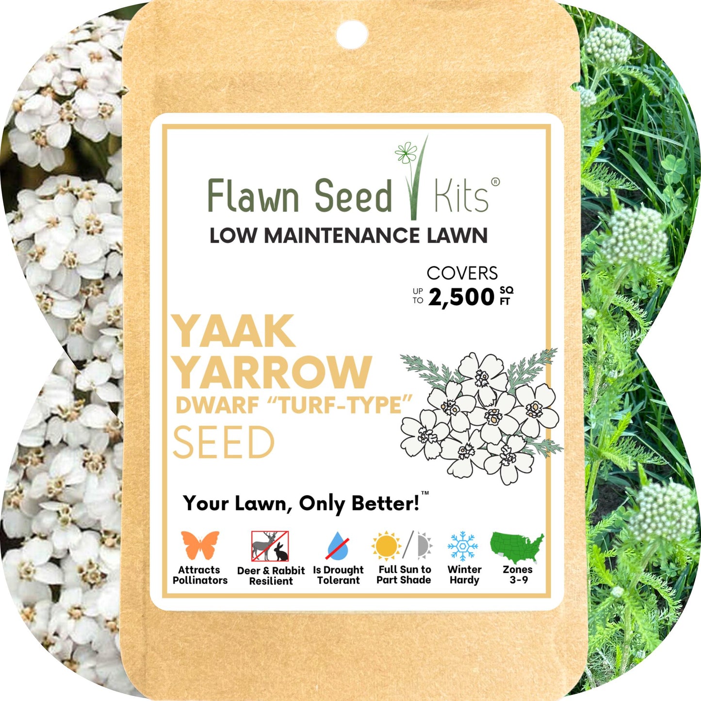 Yaak Yarrow 'Turf-Type' Seed