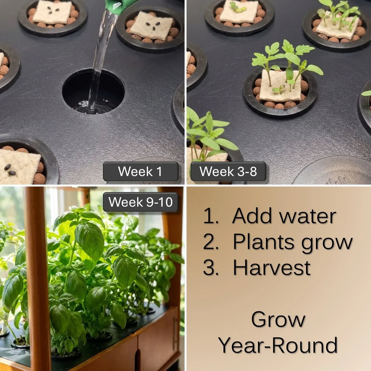 Arugula (Astro) Seeds