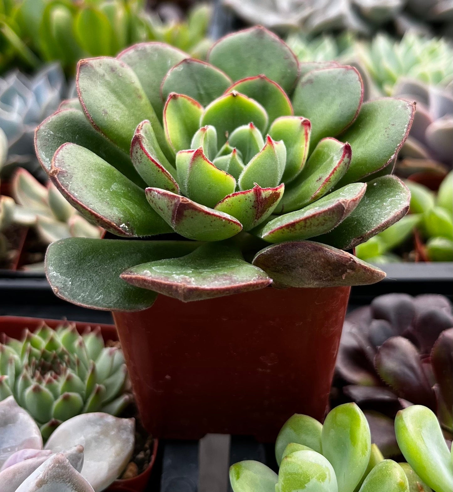 Echeveria Derosa