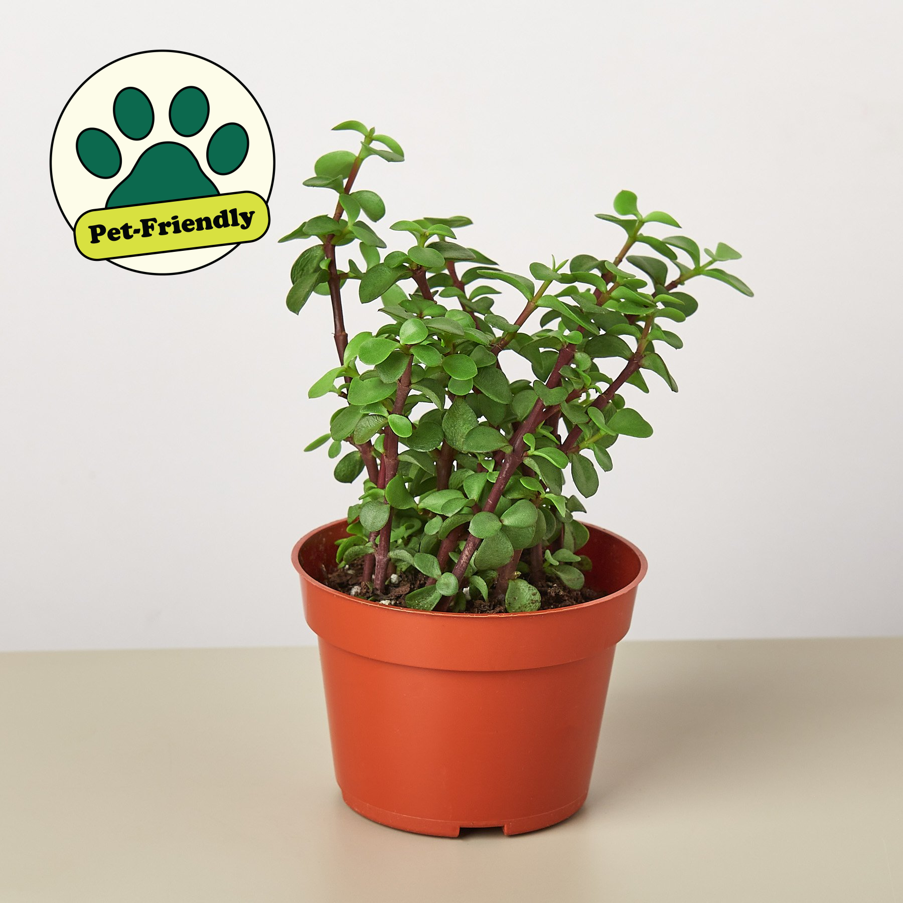 african bush succulent Succulent 'Elephant Bush' 6" Pot