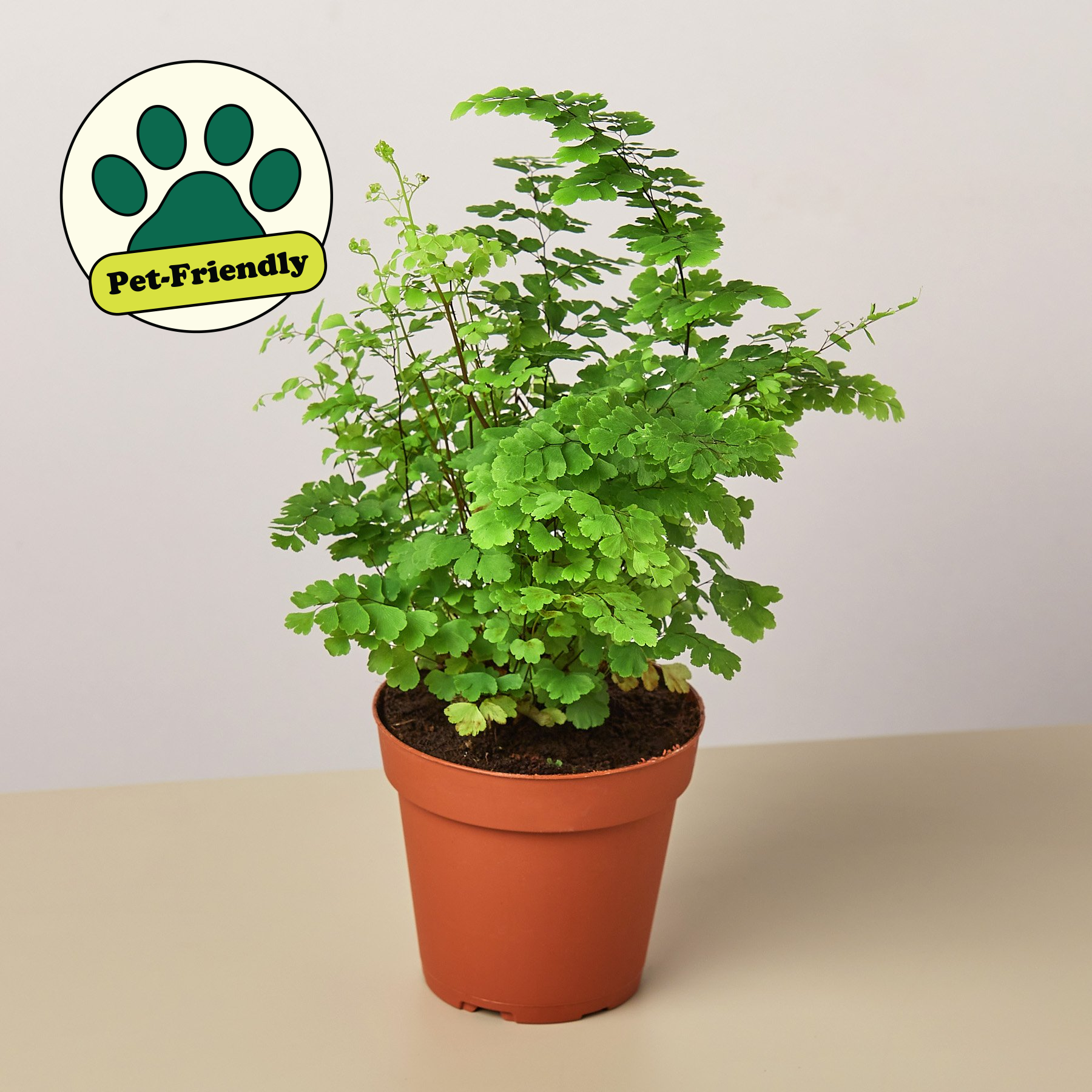 is fern a seed plant Maidenhair Fern