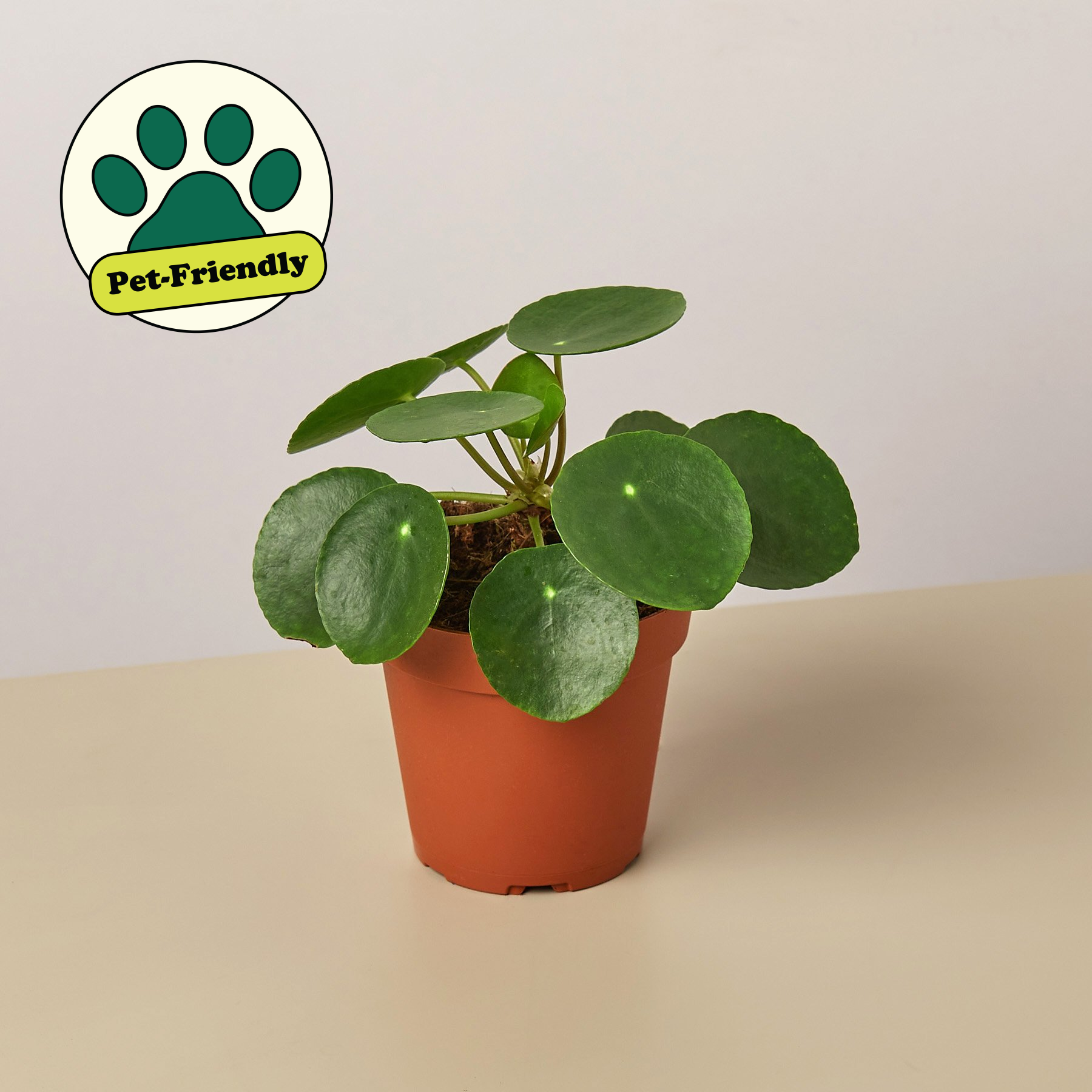 chinese money plant seeds Pilea Peperomioides 'Chinese Money'