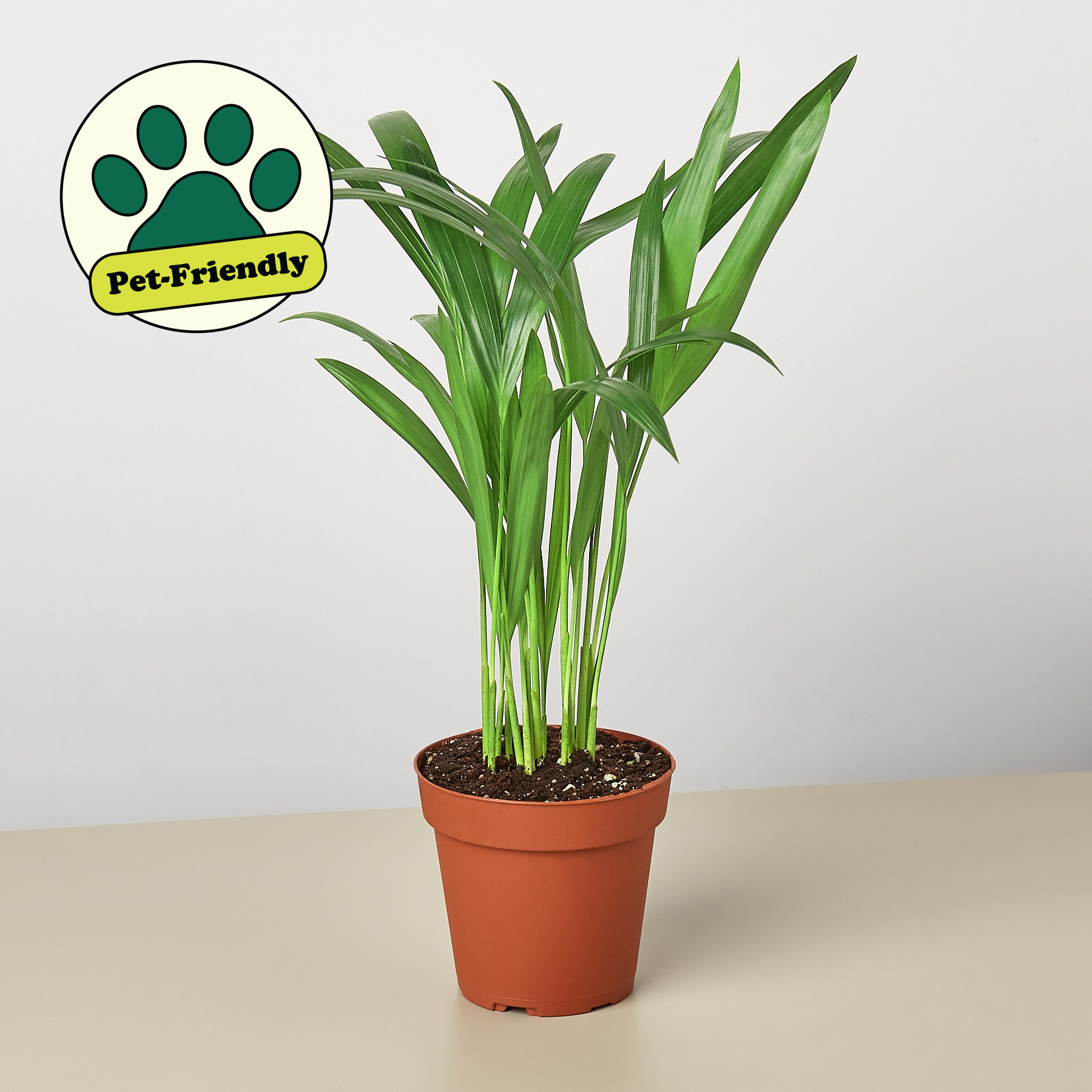 areca palm cluster Areca Palm 4" Pot