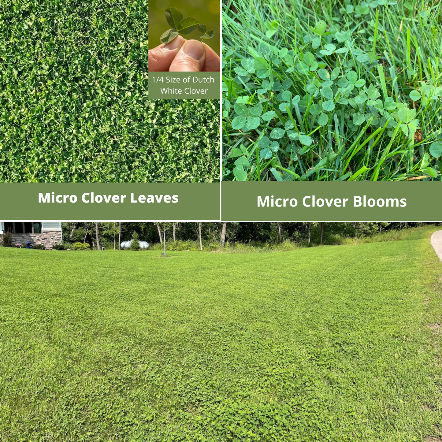 Easy Grow Micro Bee Lawn Eco-Friendly Kit