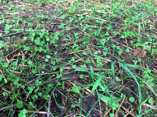 Clover Seedlings in Lawn