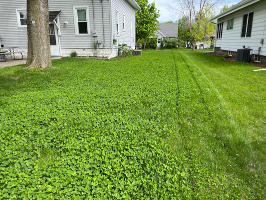 Mowing a Clover Lawn
