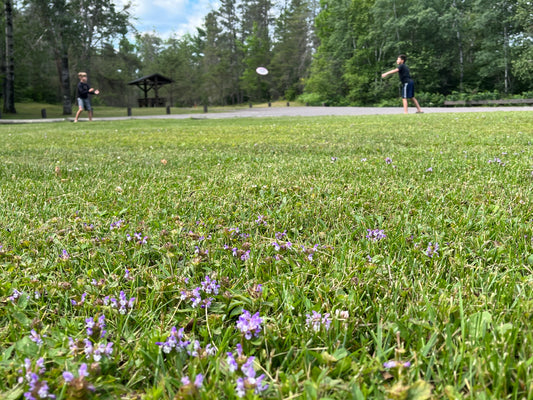 Playing on a Flowering Lawn
