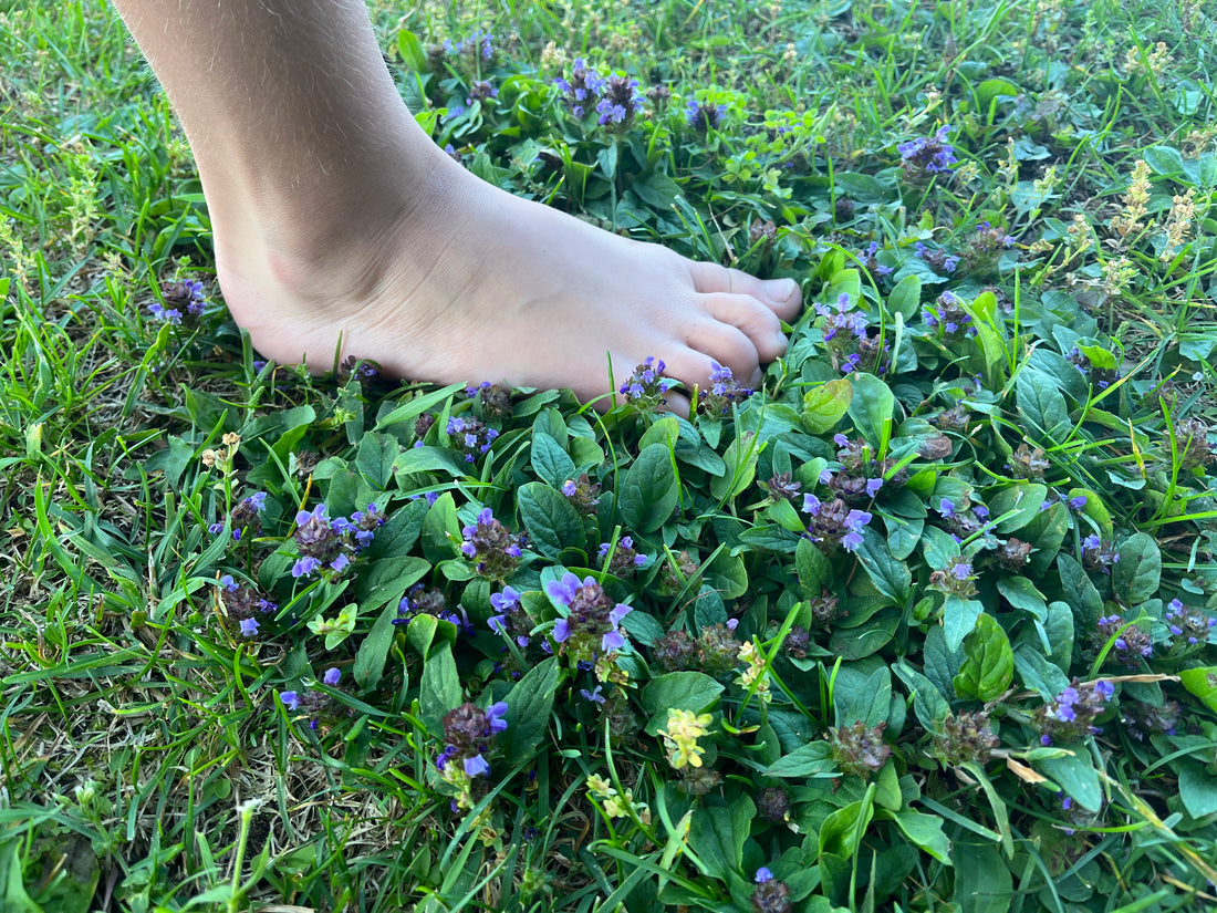 Foot traffic on Flowering Lawn