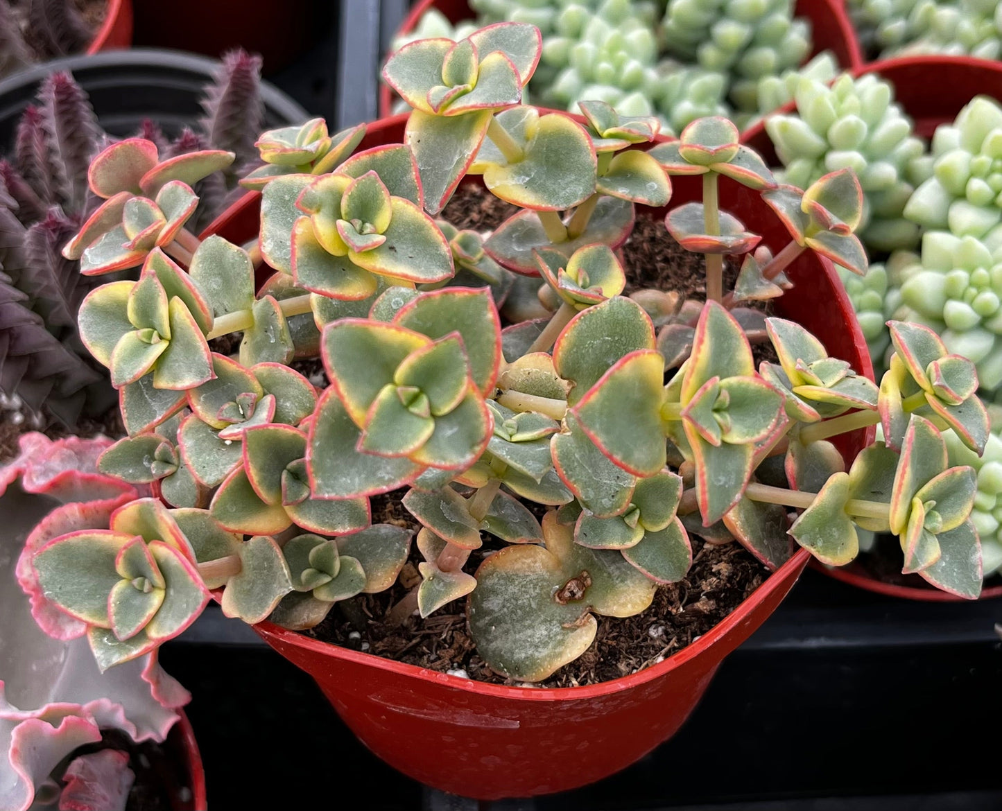Variegated Crassula Calico Kitten