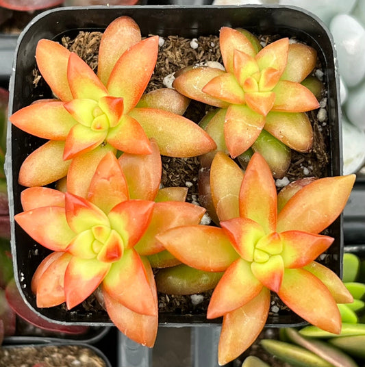 Sedum Shooting Stars