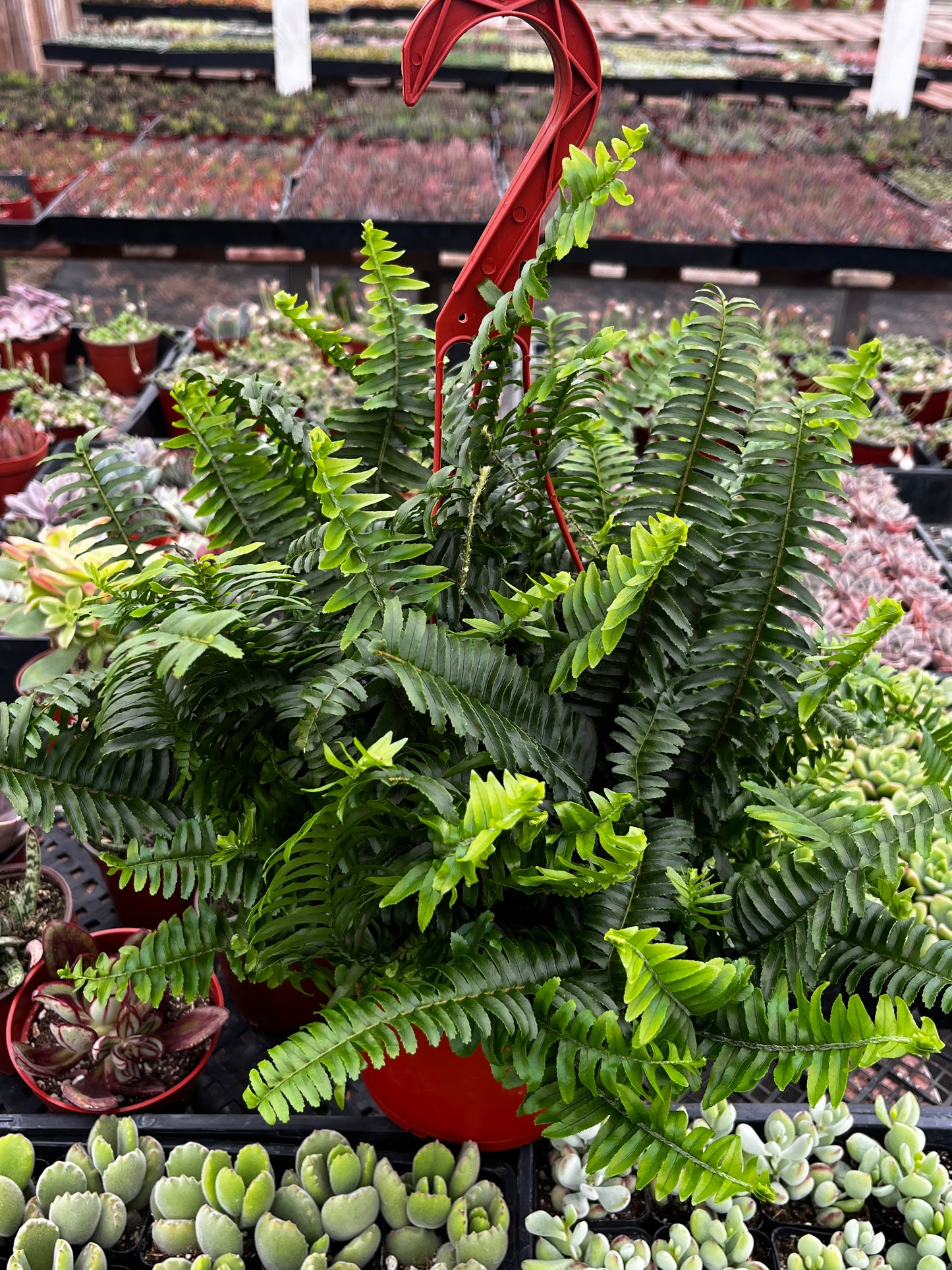 Indoor Hanging Fern Plant