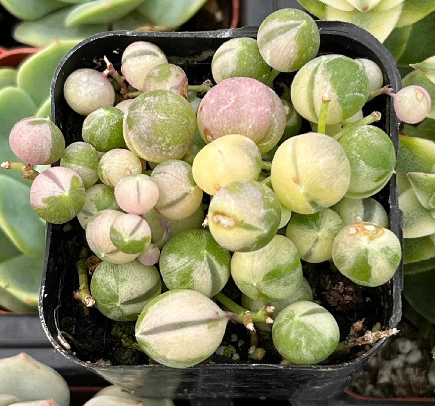 Variegated String of Pearls