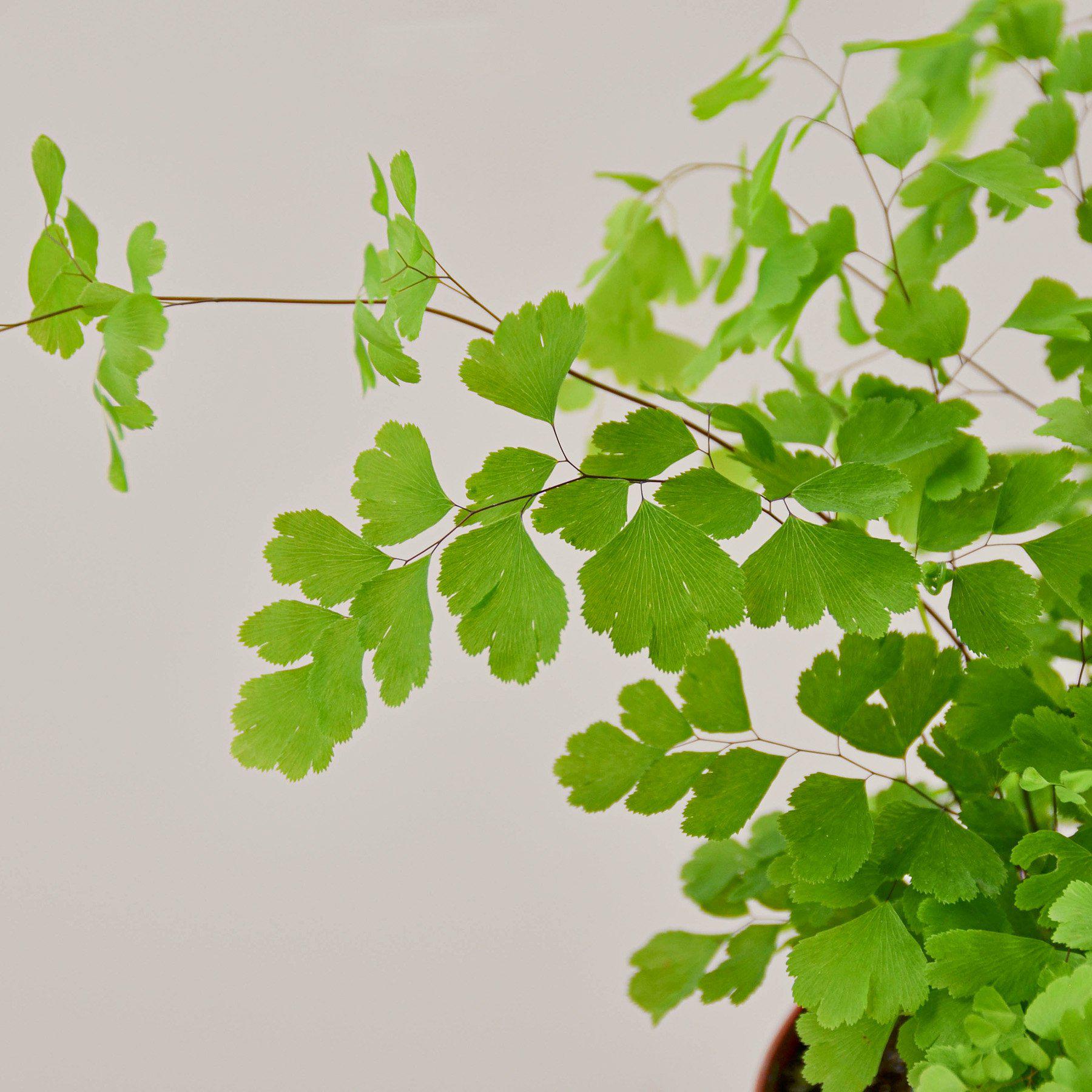 is a fern a seed plant Maidenhair Fern – Flawn Seed Kits