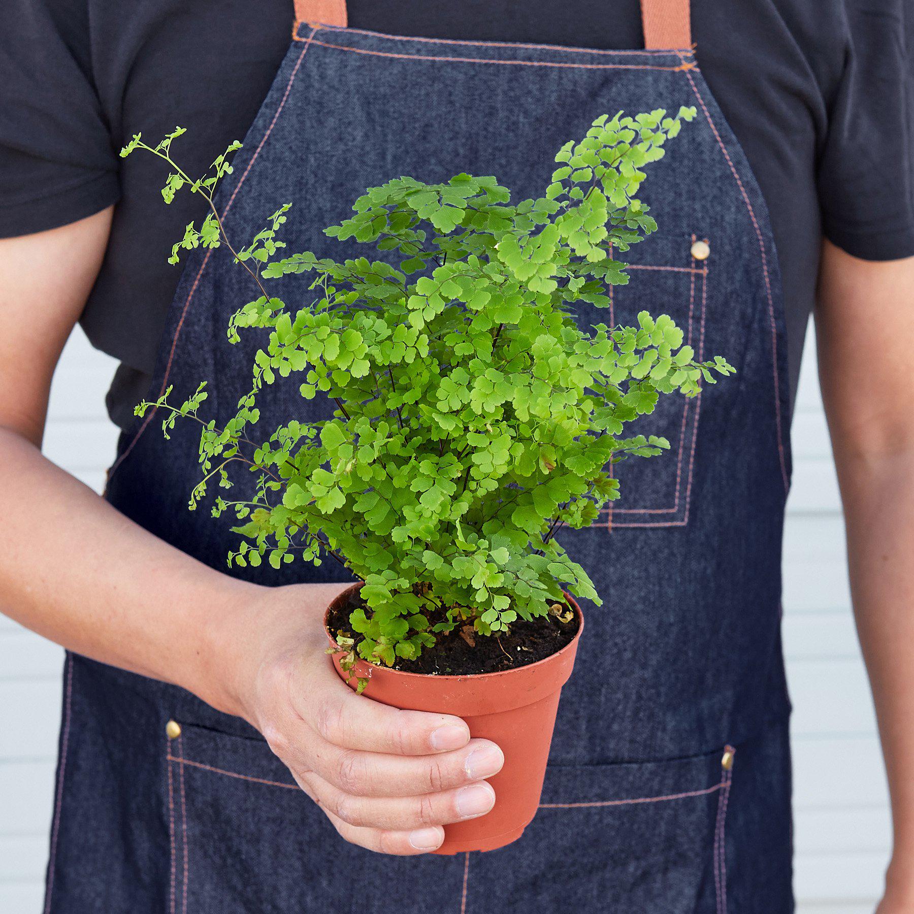 maidenhair indoor plant Maidenhair Fern 6" Pot / Cow Pot