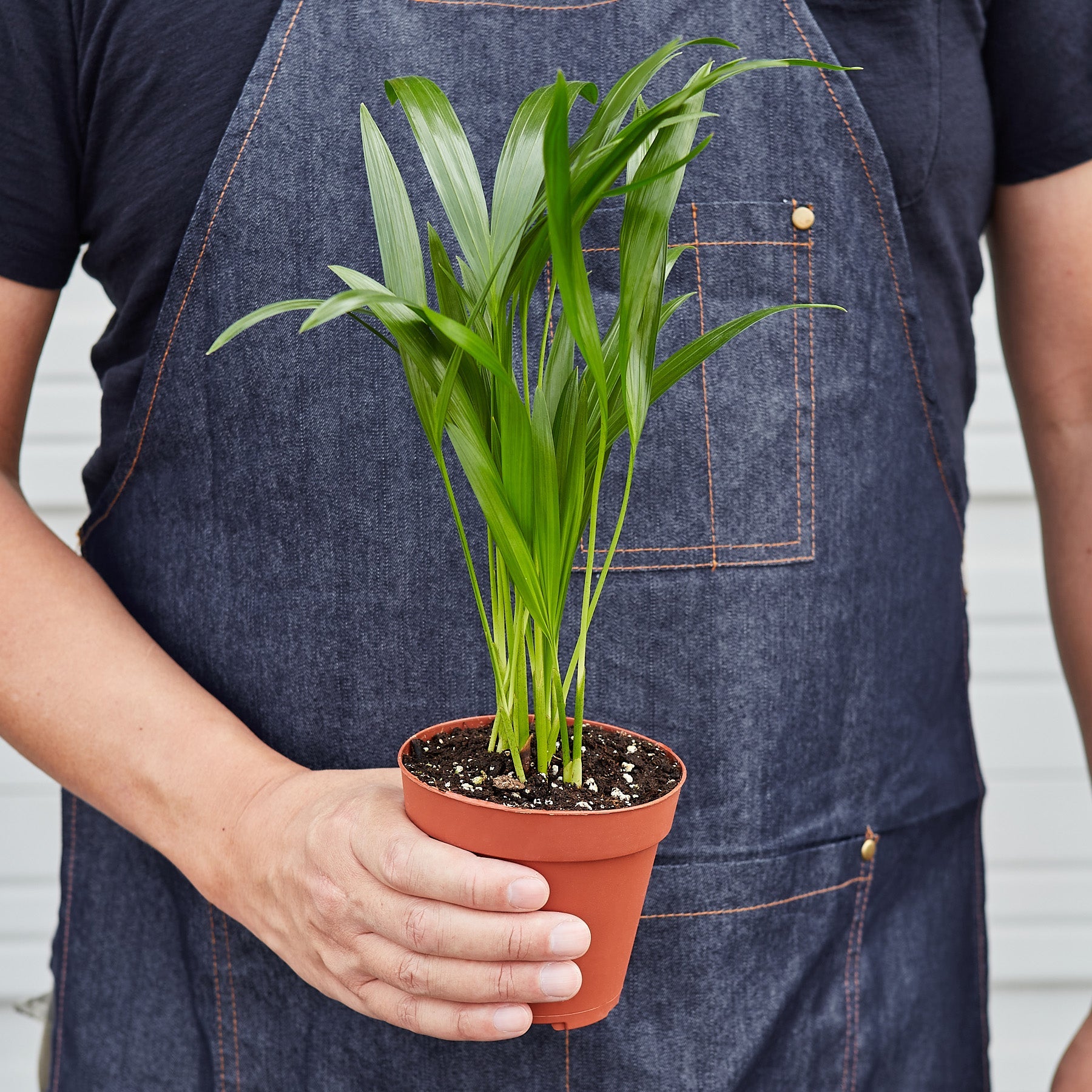indoor areca palm seeds Areca Palm 4" Pot