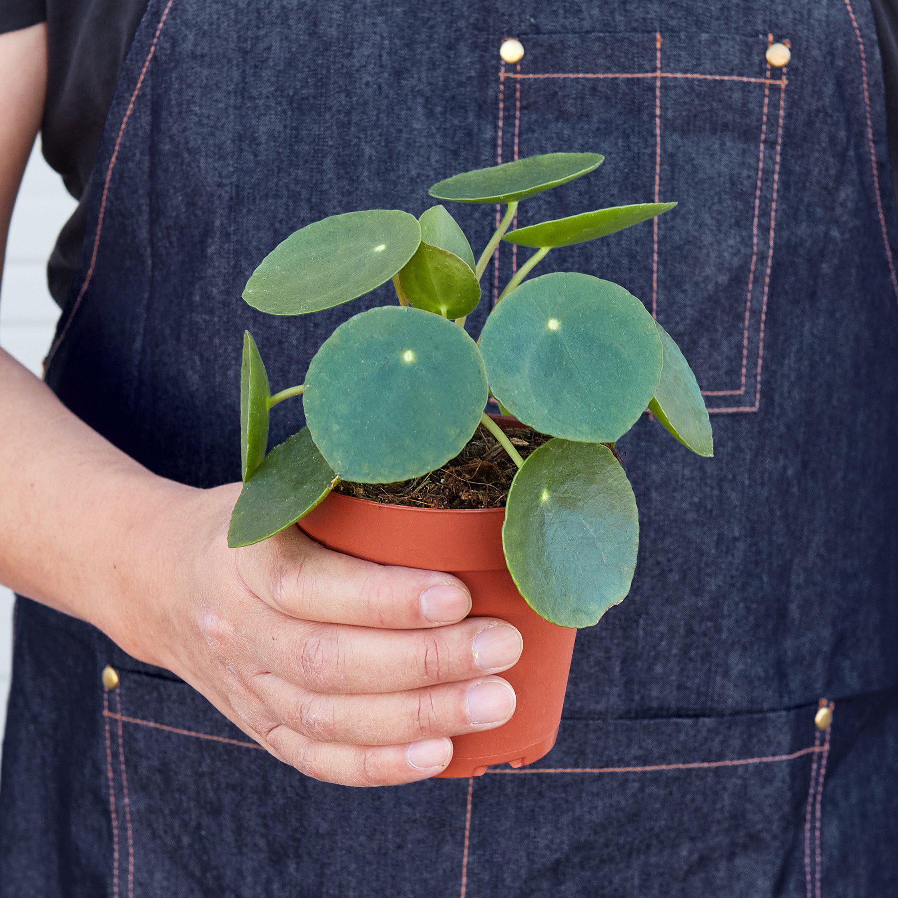 chinese money plant seeds for sale Pilea Peperomioides 'Chinese Money'