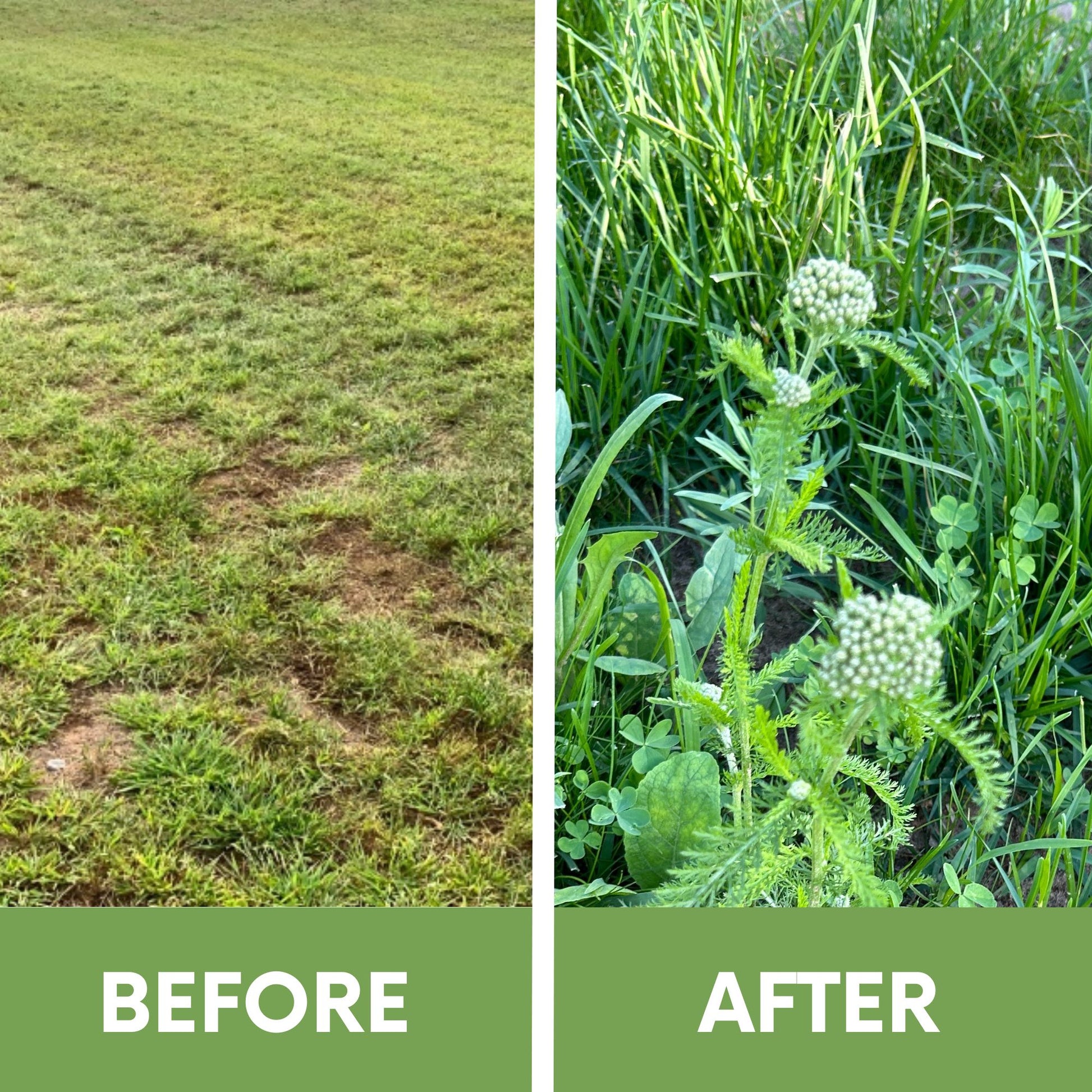 planting yarrow seeds Flawn Seed White Yarrow Flowering Lawn Seed - Kid, Pet, Pollinator & Eco-Friendly Grass Alternative