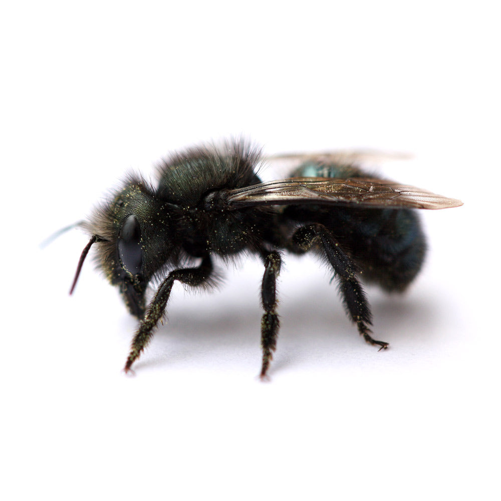Spring Mason Bees (40ct)