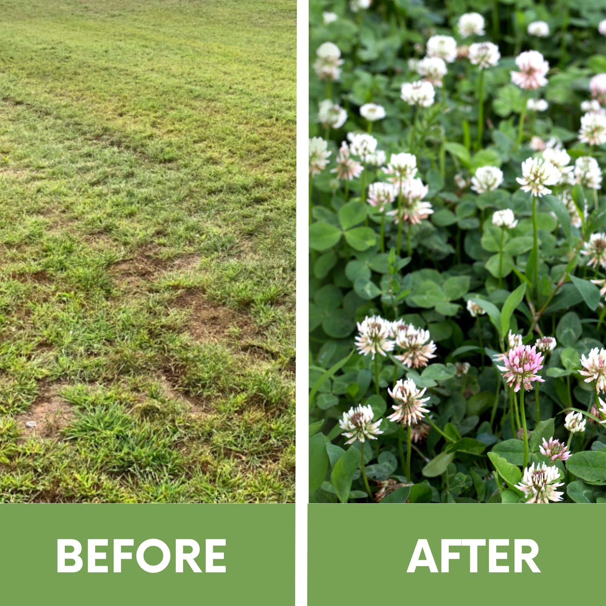 soak clover seeds before planting Dutch White Clover Eco-Friendly Seeding Kit – Flawn Seed Kits