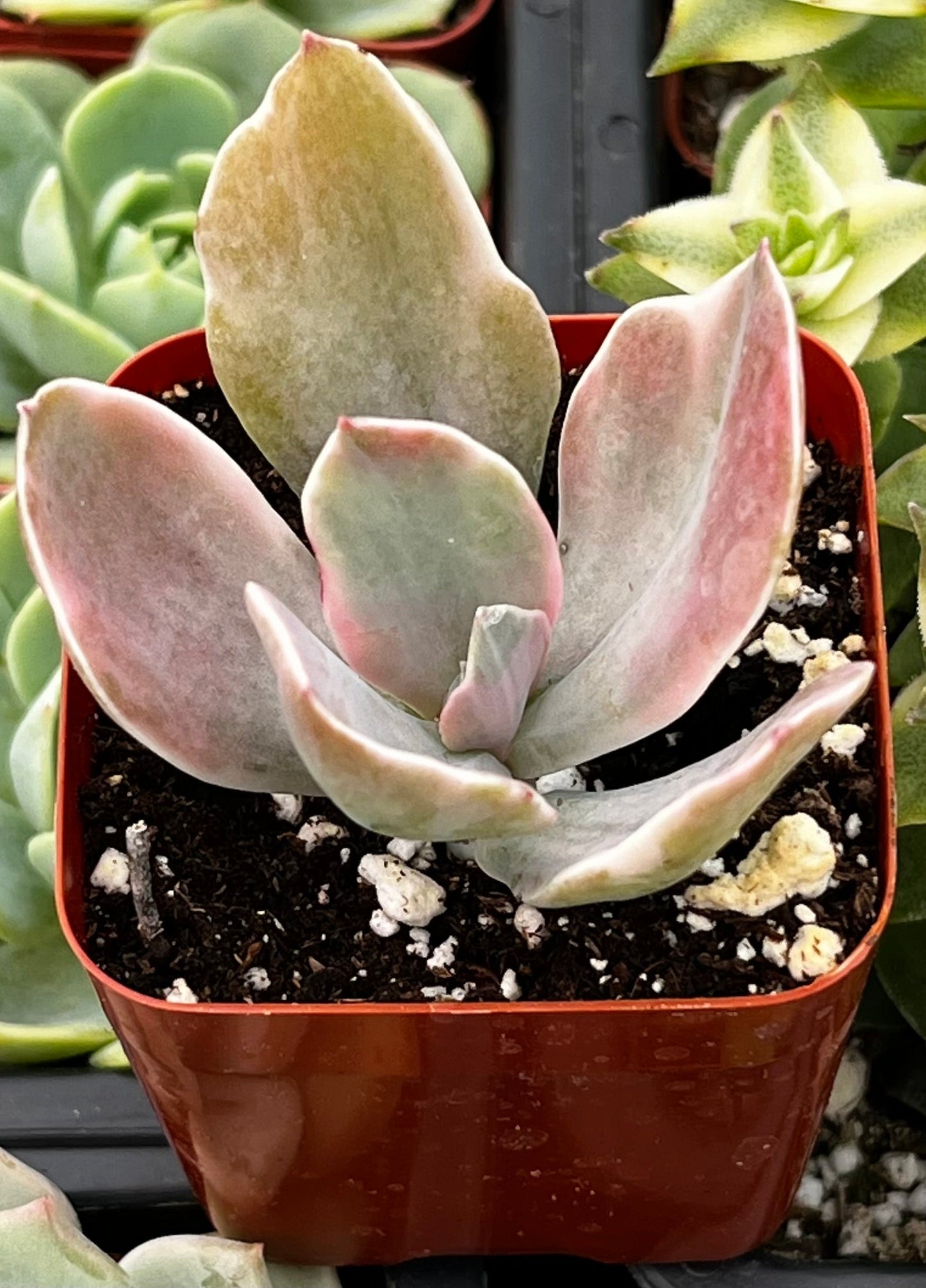 Echeveria Decora