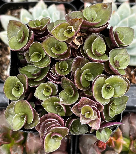 Callisia Repens Turtle Vine
